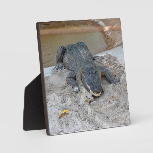 フロリダ州フォートローダーデール,アリゲーター フォトプラーク (正面)