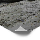 フロリダ州フォートローダーデール，アリゲーター ポスター (角)