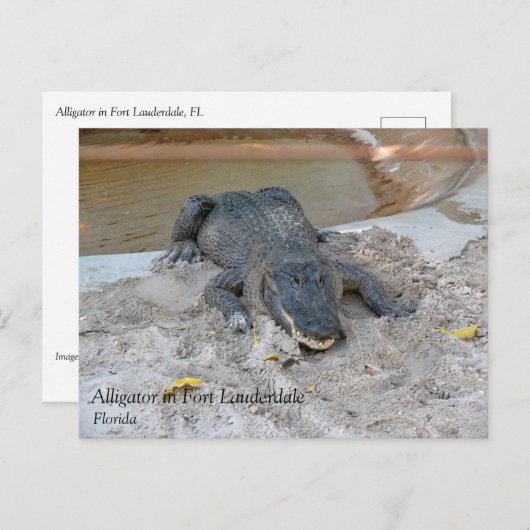 フロリダ州フォートローダーデール,アリゲーター ポストカード (正面/裏面)