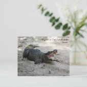 フロリダ州フォートローダーデール,アリゲーター ポストカード (スタンド正面)