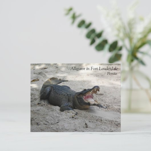 フロリダ州フォートローダーデール,アリゲーター ポストカード (スタンド正面)