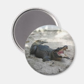 フロリダ州フォートローダーデール,アリゲーター マグネット (正面/裏面)