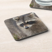 フロリダ州プロシオンローター、ラクーン コースター (左側)