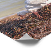 フロリダ州ホワイトイビスツーリスト ポスター (角)