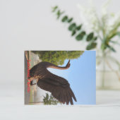 フロリダ州レイケランド航空の白鳥 ポストカード (スタンド正面)