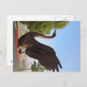 フロリダ州レイケランド航空の白鳥 ポストカード (正面/裏面)