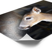 フロリダ州鍵鹿（オス） フォトプリント            (角)