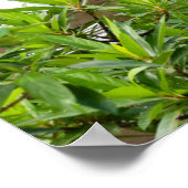 フロリダ旅行写真撮影ポスター ポスター (角)