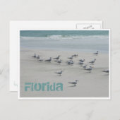 フロリダ海鳥 ポストカード (正面/裏面)