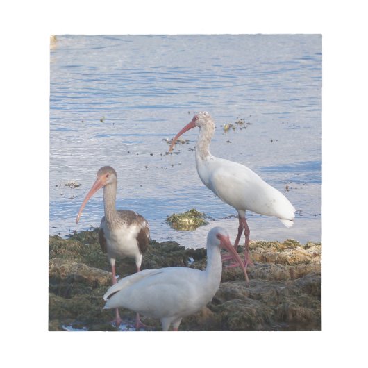 フロリダ湾の岸辺にいるヘリサギ ノートパッド (正面)