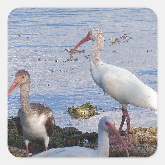 フロリダ湾岸のイビスバード スクエアシール (正面)