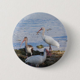 フロリダ湾岸のイビスバード 缶バッジ