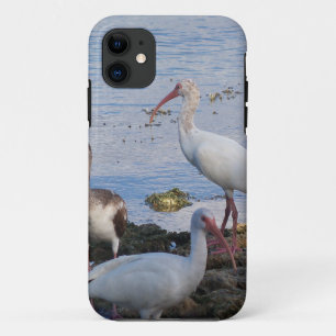 フロリダ湾岸のイビスバード iPhone 11 ケース