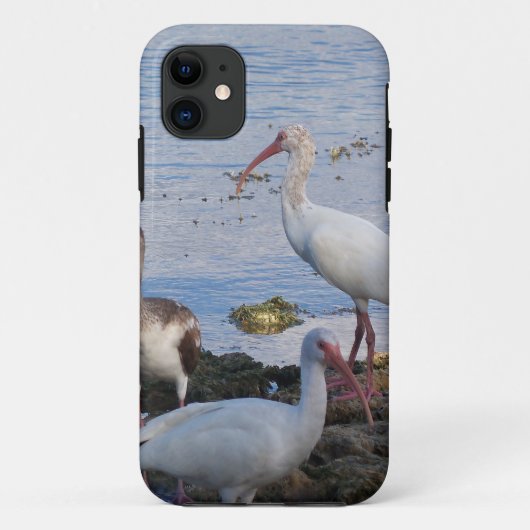フロリダ湾岸のイビスバード Case-Mate iPhoneケース (裏面)