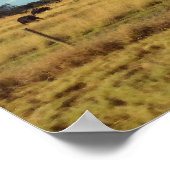 フロリダ牛 ポスター (角)