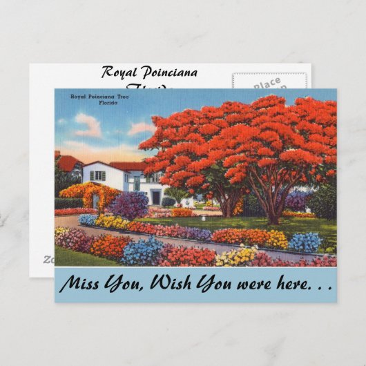 フロリダ王室のポインチアナの木 ポストカード (正面/裏面)