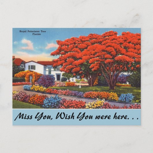 フロリダ王室のポインチアナの木 ポストカード (正面)