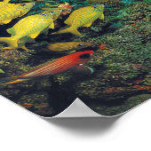 フロリダ鍵のフロリダリーフ ポスター (角)