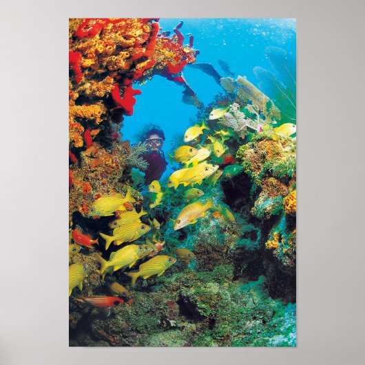 フロリダ鍵のフロリダリーフ ポスター (正面)