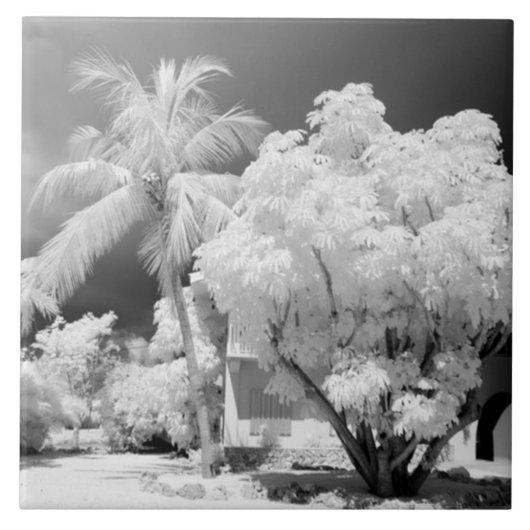 フロリダ鍵ズハウスとアメリカ合衆国のヤシの木。2 タイル (正面)