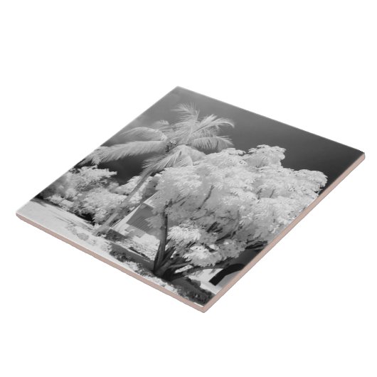 フロリダ鍵ズハウスとアメリカ合衆国のヤシの木。2 タイル (側面)