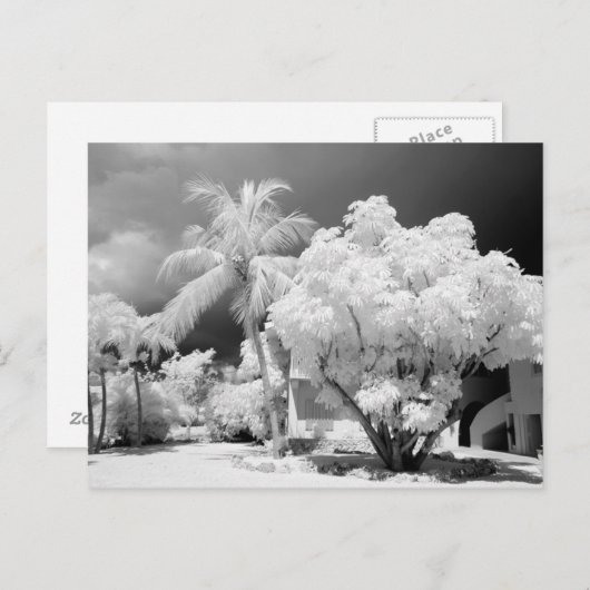 フロリダ鍵ズハウスとアメリカ合衆国のヤシの木。2 ポストカード (正面/裏面)