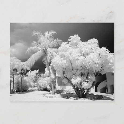 フロリダ鍵ズハウスとアメリカ合衆国のヤシの木。2 ポストカード (正面)
