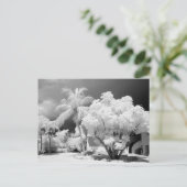 フロリダ鍵ズハウスとアメリカ合衆国のヤシの木。2 ポストカード (スタンド正面)