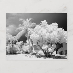 フロリダ鍵ズハウスとアメリカ合衆国のヤシの木。2 ポストカード