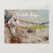 フロリダ鍵ズバイアホンダドリフトウッドショア ポストカード (正面)