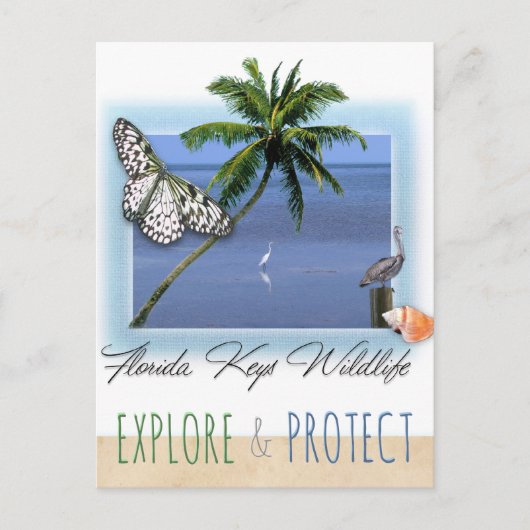 フロリダ鍵野生生物 ポストカード (正面)