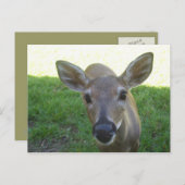 フロリダ鍵鹿 ポストカード (正面/裏面)