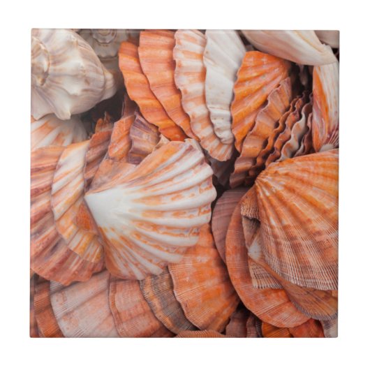 フロリダ鍵、鍵ウェスト、シーシェルズ タイル (正面)