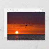 フロリダ飛んでいる州のサンセットでペリカン ポストカード (正面/裏面)