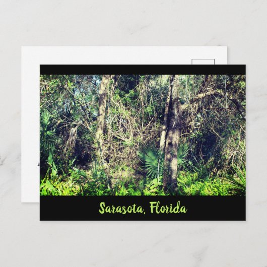 フロリダ・サラソタ森林の熱帯高木写真 ポストカード (正面/裏面)