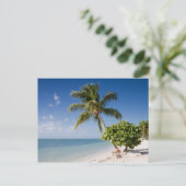 フロリダ - ソンブレロビーチのポストカード ポストカード (スタンド正面)