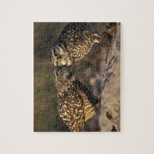 フロリダ、フォートマイヤーズ。穴掘りフクロウ対ボンディング ジグソーパズル (縦)