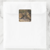 フロリダ、フォートマイヤーズ。穴掘りフクロウ対ボンディング スクエアシール (バッグ)