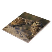 フロリダ、フォートマイヤーズ。穴掘りフクロウ対ボンディング タイル (側面)