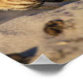 フロリダ、フォートマイヤーズ。穴掘りフクロウ対ボンディング ポスター (角)