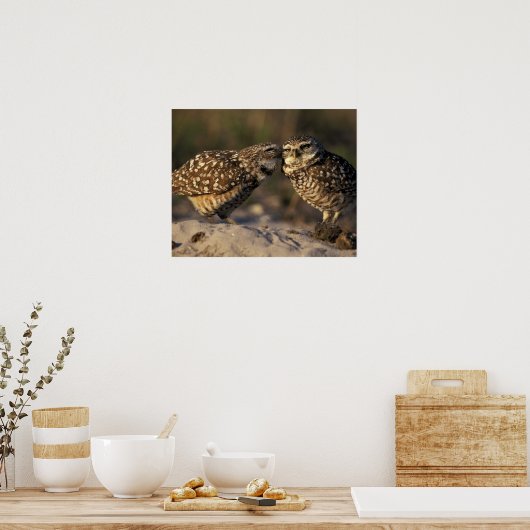 フロリダ、フォートマイヤーズ。穴掘りフクロウ対ボンディング ポスター (キッチン)