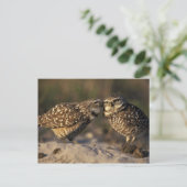 フロリダ、フォートマイヤーズ。穴掘りフクロウ対ボンディング ポストカード (スタンド正面)