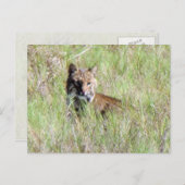 フロリダ・ボブキャット ポストカード (正面/裏面)