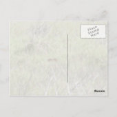 フロリダ・ボブキャット ポストカード (裏面)