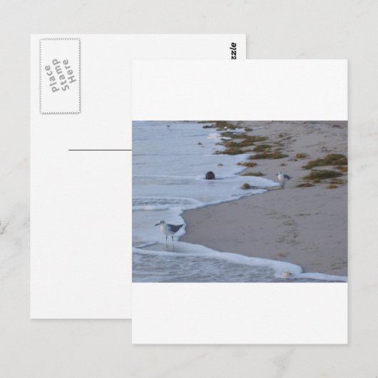 フロリダ ポストカード (正面/裏面)