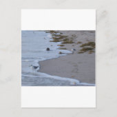 フロリダ ポストカード (正面)