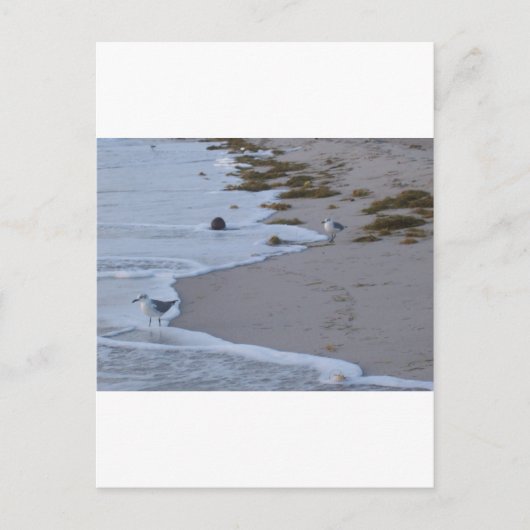 フロリダ ポストカード (正面)