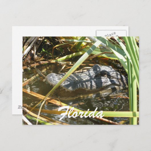 フロリダ ポストカード (正面/裏面)