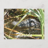 フロリダ ポストカード (正面)