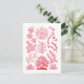 フロリデエ ポストカード (スタンド正面)